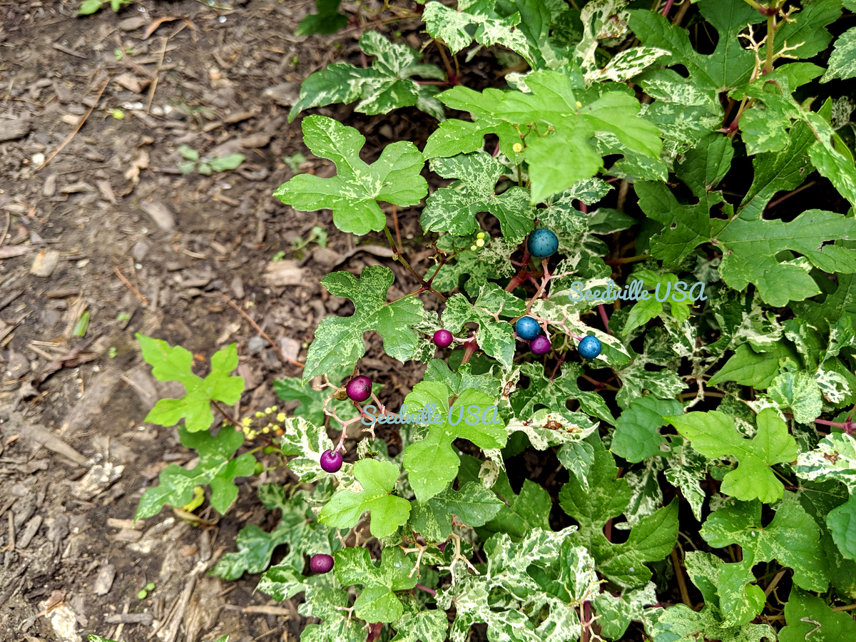 Variegated Porcelain Berry Vine Seeds – Ampelopsis Brevipedunculata Elegans Ampelopsis Glandulosa Amur – photo 10