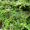 Variegated Porcelain Berry Vine Seeds – Ampelopsis Brevipedunculata Elegans Ampelopsis Glandulosa Amur – photo 11