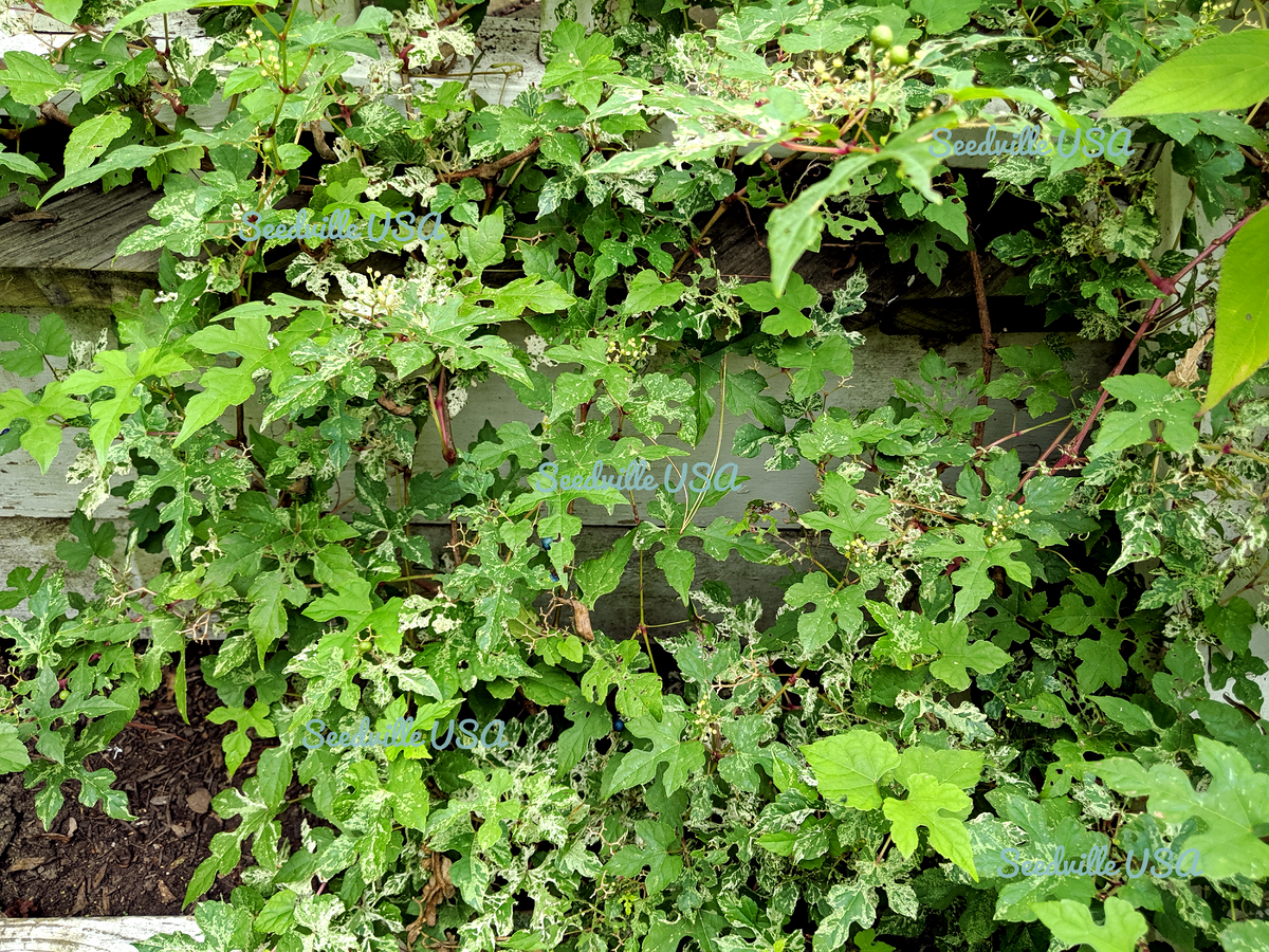 Variegated Porcelain Berry Vine Seeds – Ampelopsis Brevipedunculata Elegans Ampelopsis Glandulosa Amur – photo 11