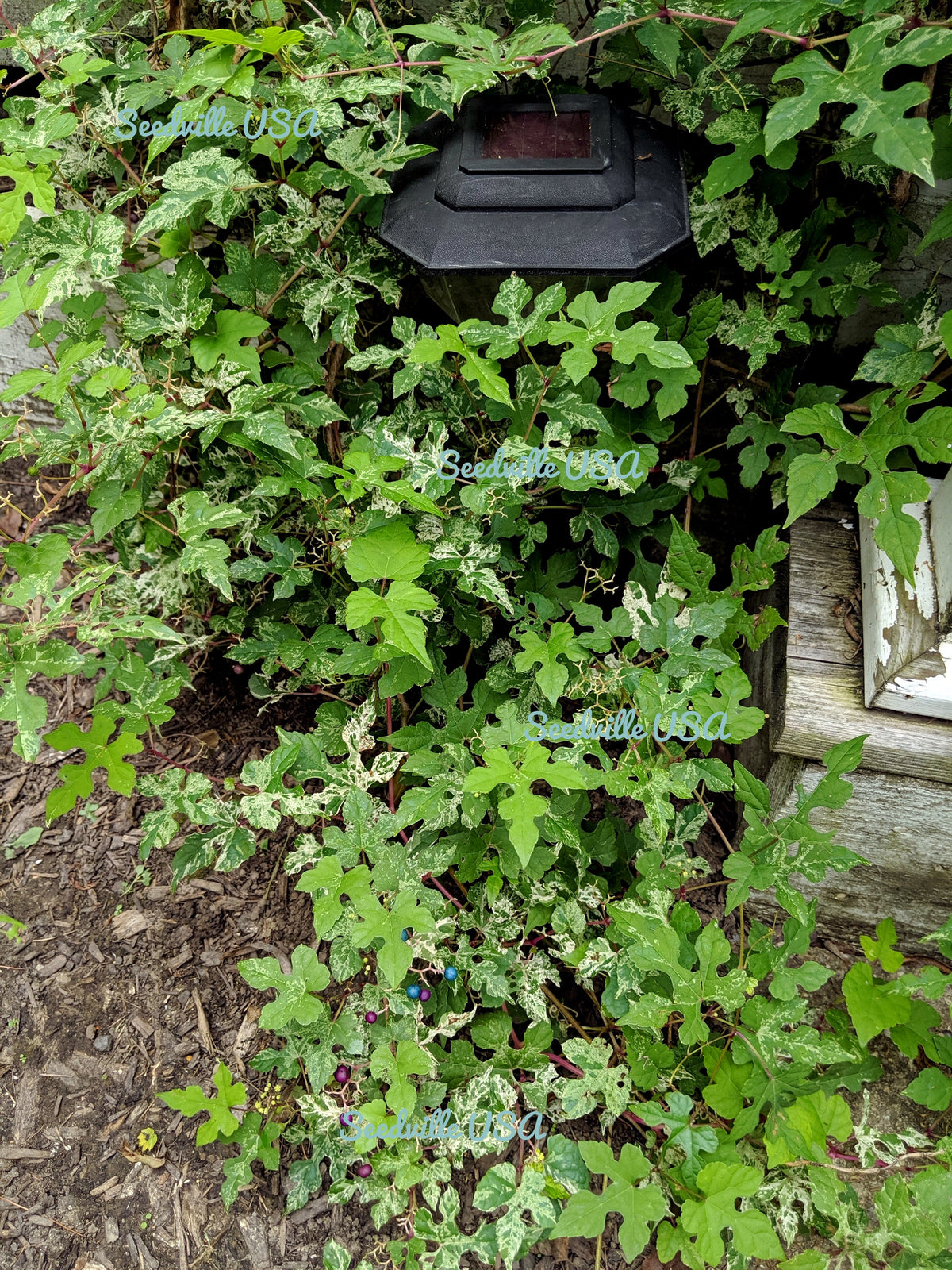 Variegated Porcelain Berry Vine Seeds – Ampelopsis Brevipedunculata Elegans Ampelopsis Glandulosa Amur – photo 12