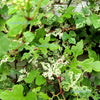 Variegated Porcelain Berry Vine Seeds – Ampelopsis Brevipedunculata Elegans Ampelopsis Glandulosa Amur – photo 8