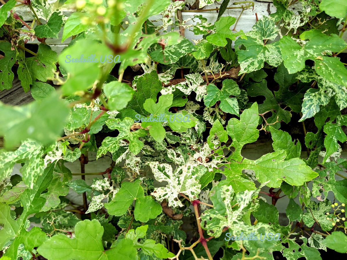 Variegated Porcelain Berry Vine Seeds – Ampelopsis Brevipedunculata Elegans Ampelopsis Glandulosa Amur – photo 8