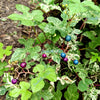 Variegated Porcelain Berry Vine Seeds – Ampelopsis Brevipedunculata Elegans Ampelopsis Glandulosa Amur – photo 9