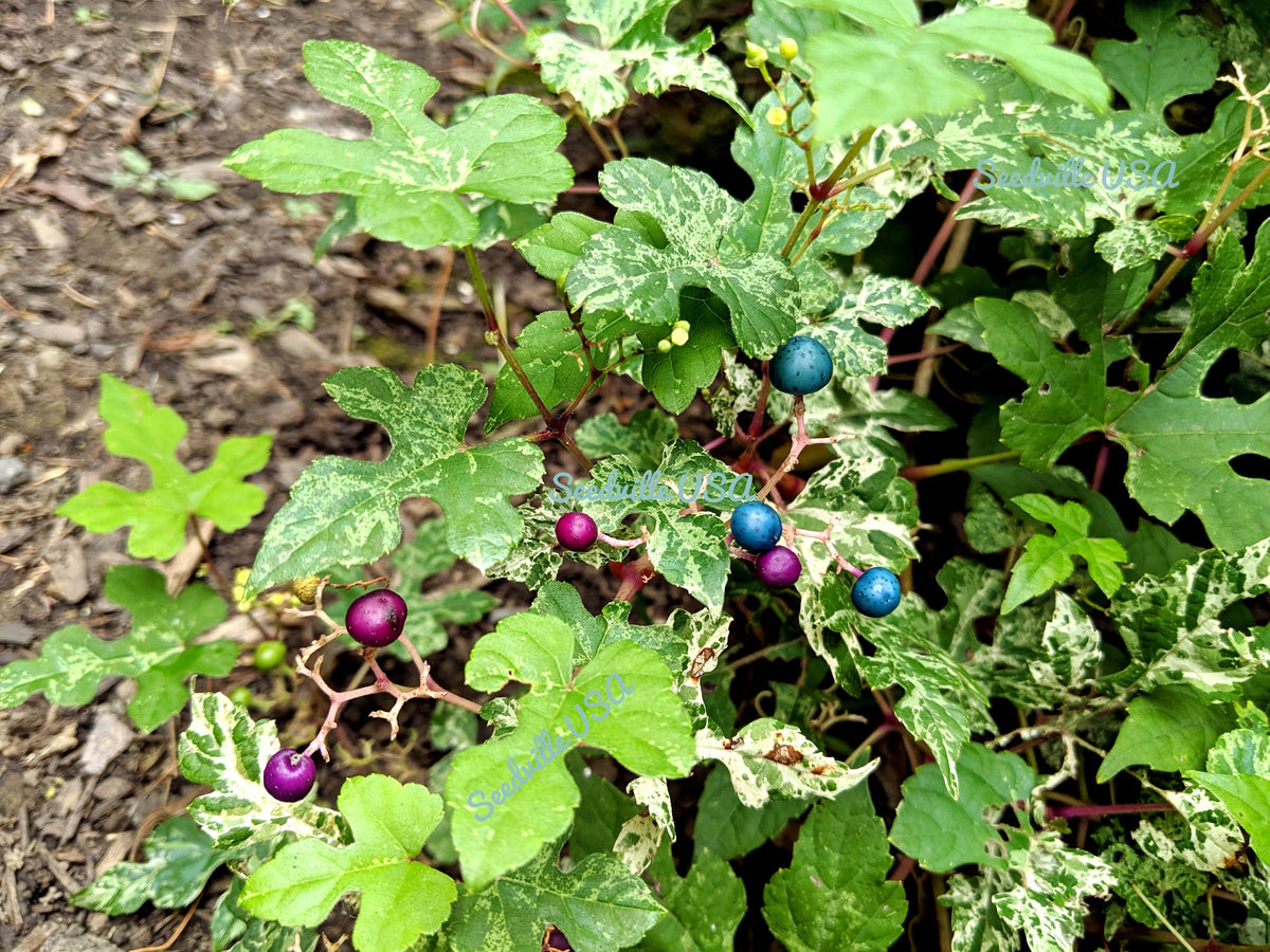 Variegated Porcelain Berry Vine Seeds – Ampelopsis Brevipedunculata Elegans Ampelopsis Glandulosa Amur – photo 9