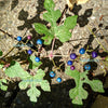 Variegated Porcelain Berry Vine Seeds – Ampelopsis Brevipedunculata Elegans Ampelopsis Glandulosa Amur – photo 13