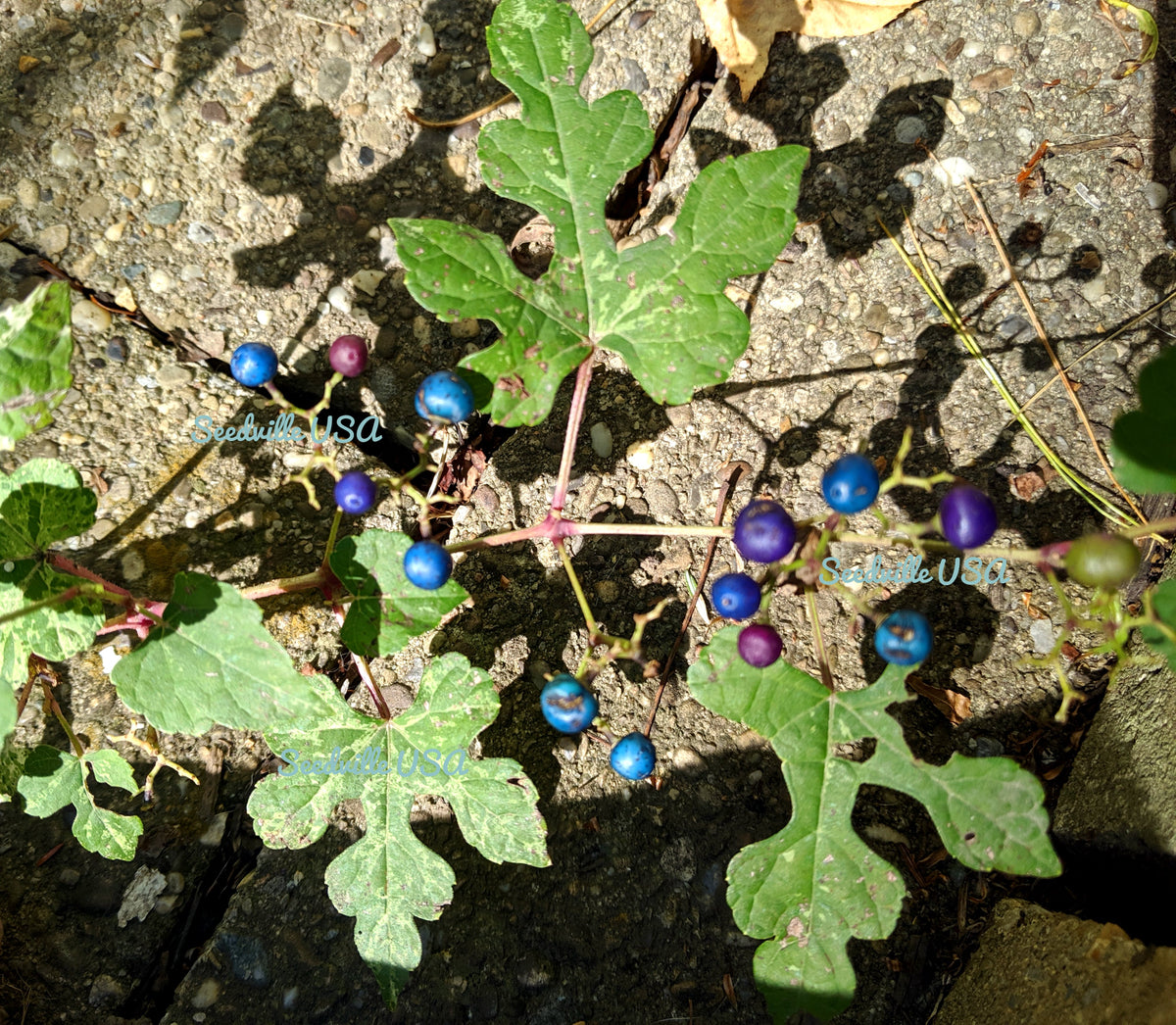 Variegated Porcelain Berry Vine Seeds – Ampelopsis Brevipedunculata Elegans Ampelopsis Glandulosa Amur – photo 13
