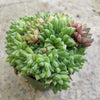 Haworthia marumiana var. batesiana