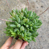 Haworthia turgida X