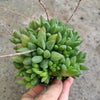 Haworthia turgida X