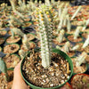 Variegated Corn Cob Cactus Euphorbia mammillaris