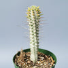 Variegated Corn Cob Cactus Euphorbia mammillaris