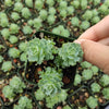 Sedum Pachyclaudos “White Diamond”