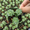 Sedum Pachyclaudos “White Diamond”