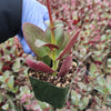 Crassula streyi 'Pondo Cliff'