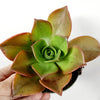 Aeonium nobile