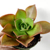 Aeonium nobile