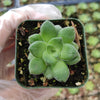 Crassula orbicularis