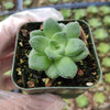 Crassula orbicularis