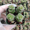 Crassula 'Baby's Necklace'
