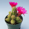 Chamaelobivia 'Rose Quartz' Peanut Cactus