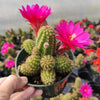 Chamaelobivia 'Rose Quartz' Peanut Cactus