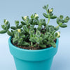 Delosperma echinatum - Pickle Plant