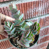 Kalanchoe fedtschenkoi 'Majestic Scallops'
