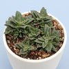 Crassula exilis ssp. cooperi 'Tiger Jade'