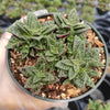 Crassula exilis ssp. cooperi 'Tiger Jade'