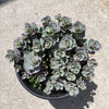 SunSparkler® Sedum 'Blue Pearl'