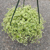 Sedum 'Little Missy'