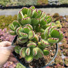 Cotyledon tomentosa Bear's Paw