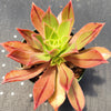 Aeonium leucoblepharum