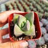 Crassula 'Moonglow'