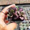 Anacampseros telephiastrum Burgundy