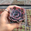 Echeveria 'Neon Breakers'