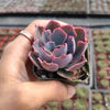 Echeveria 'Neon Breakers'