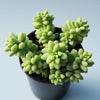 Sedum 'Burrito' Donkey Tail