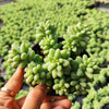 Sedum 'Burrito' Donkey Tail