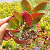 Crassula streyi 'Pondo Cliff'