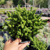 Crassula imperialis 'Giant Watch Chain'