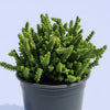 Crassula imperialis 'Giant Watch Chain'