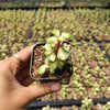 Portulacaria afra 'Elephant Bush'