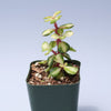 Portulacaria afra 'Elephant Bush'