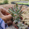 Graptosedum 'Francesco Baldi'