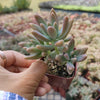 Graptosedum 'Francesco Baldi'