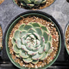 Echeveria colorata