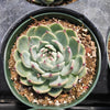 Echeveria colorata