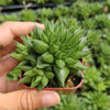 Haworthia marumiana var. batesiana