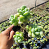 Sedum treleasei